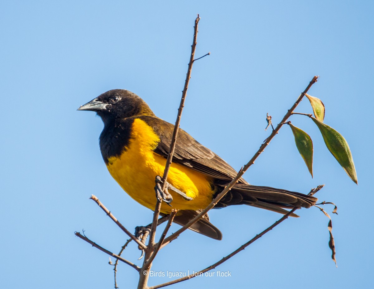 Yellow-rumped Marshbird - ML634320582