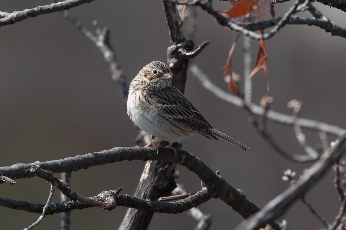 Vesper Sparrow - ML634320653