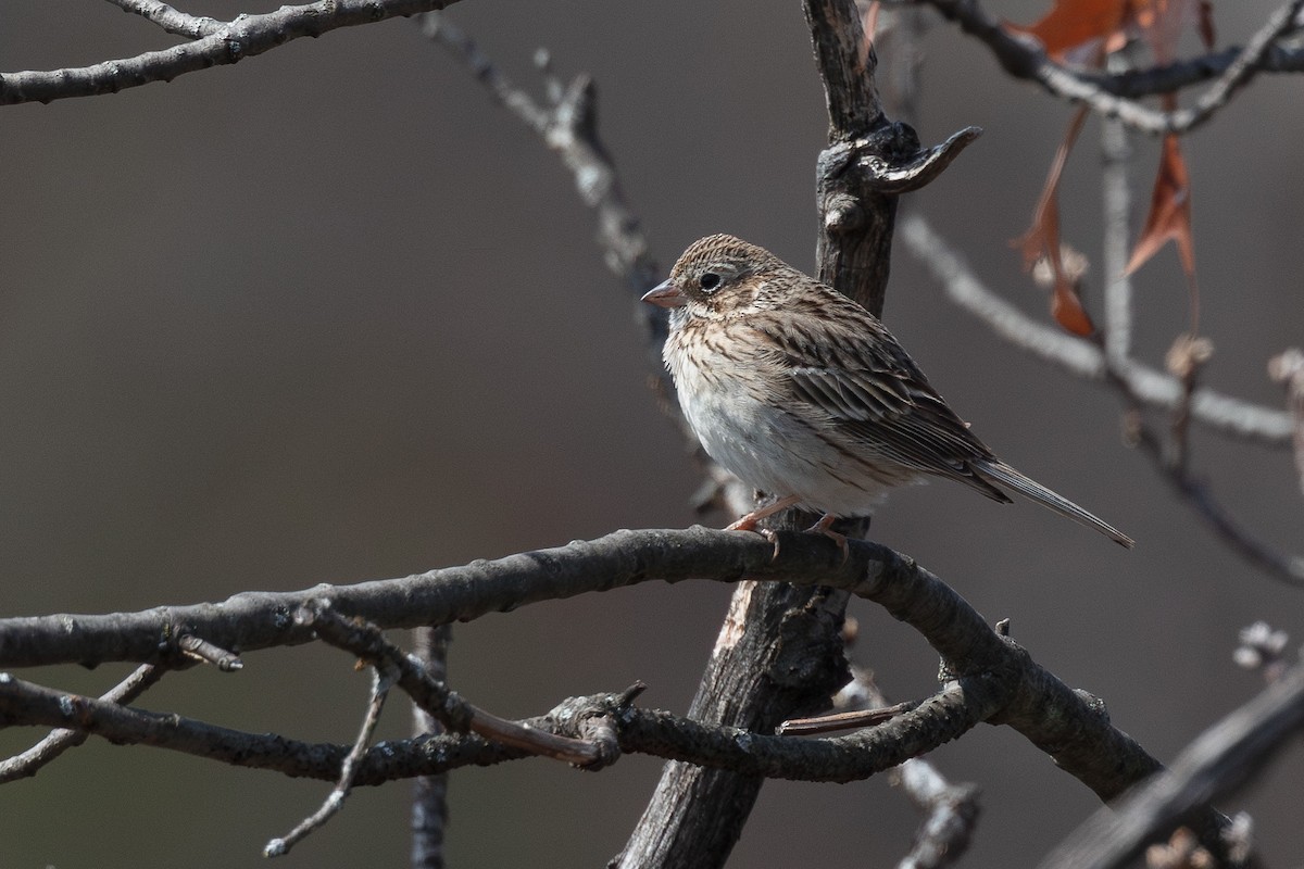 Vesper Sparrow - ML634320656