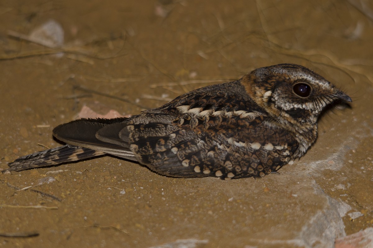 Scissor-tailed Nightjar - ML63432071