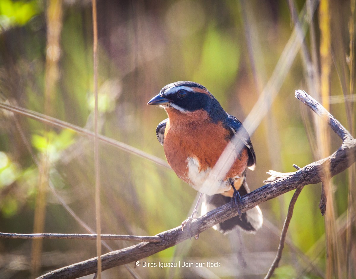 Black-and-rufous Warbling Finch - ML634320718