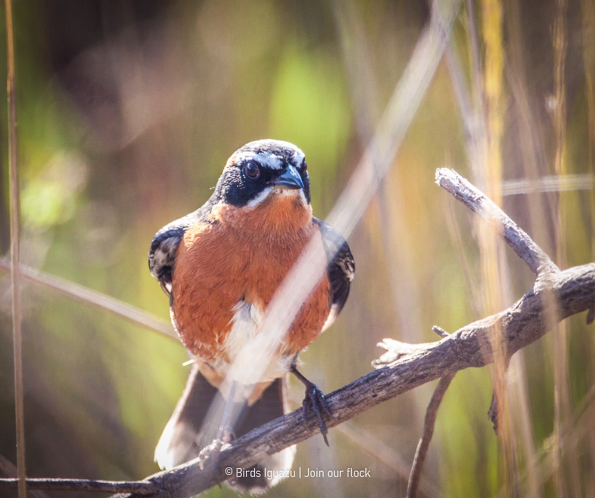 Black-and-rufous Warbling Finch - ML634320782