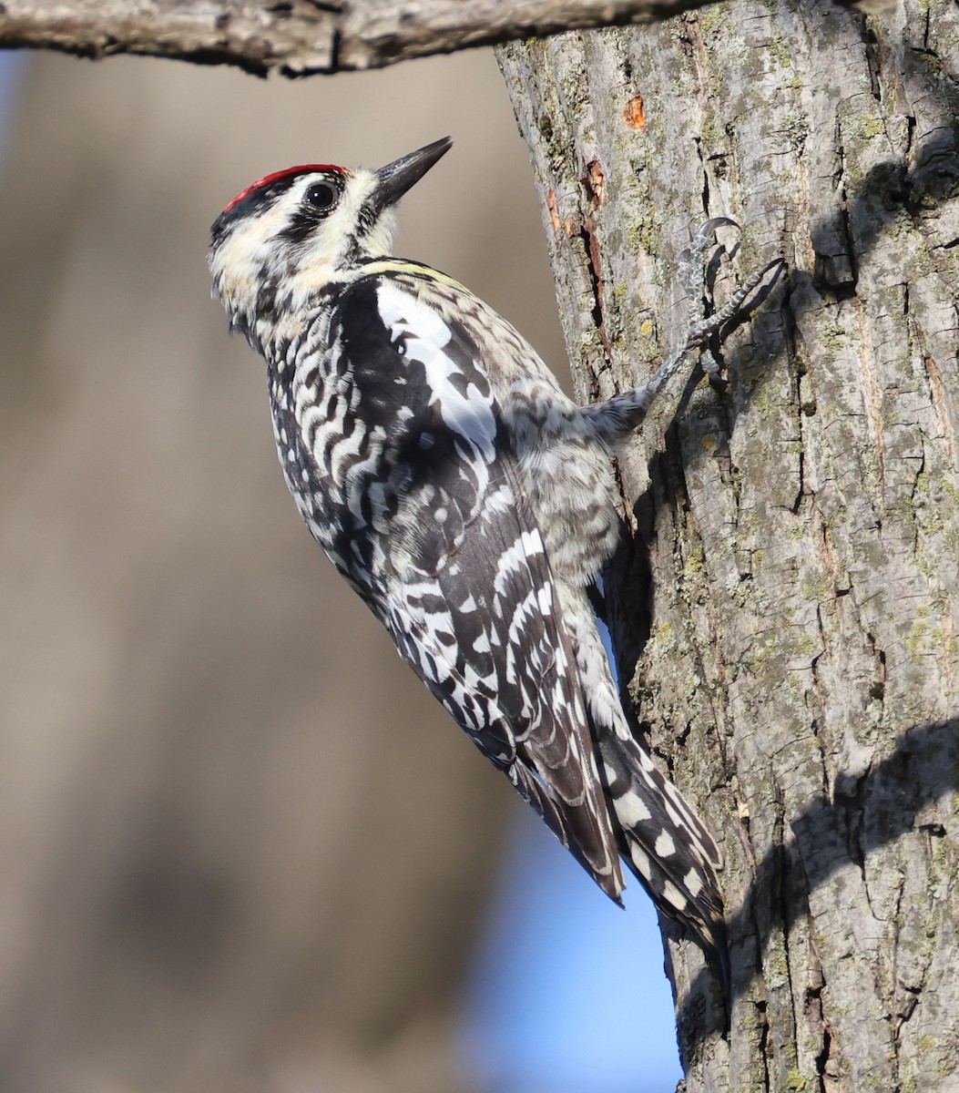 Yellow-bellied Sapsucker - ML634320951