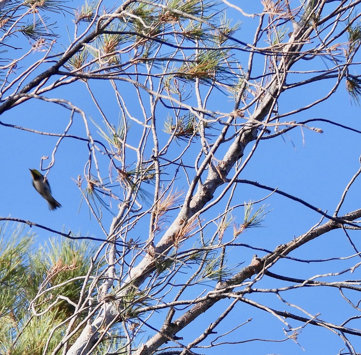 Hermit Warbler - ML634320959