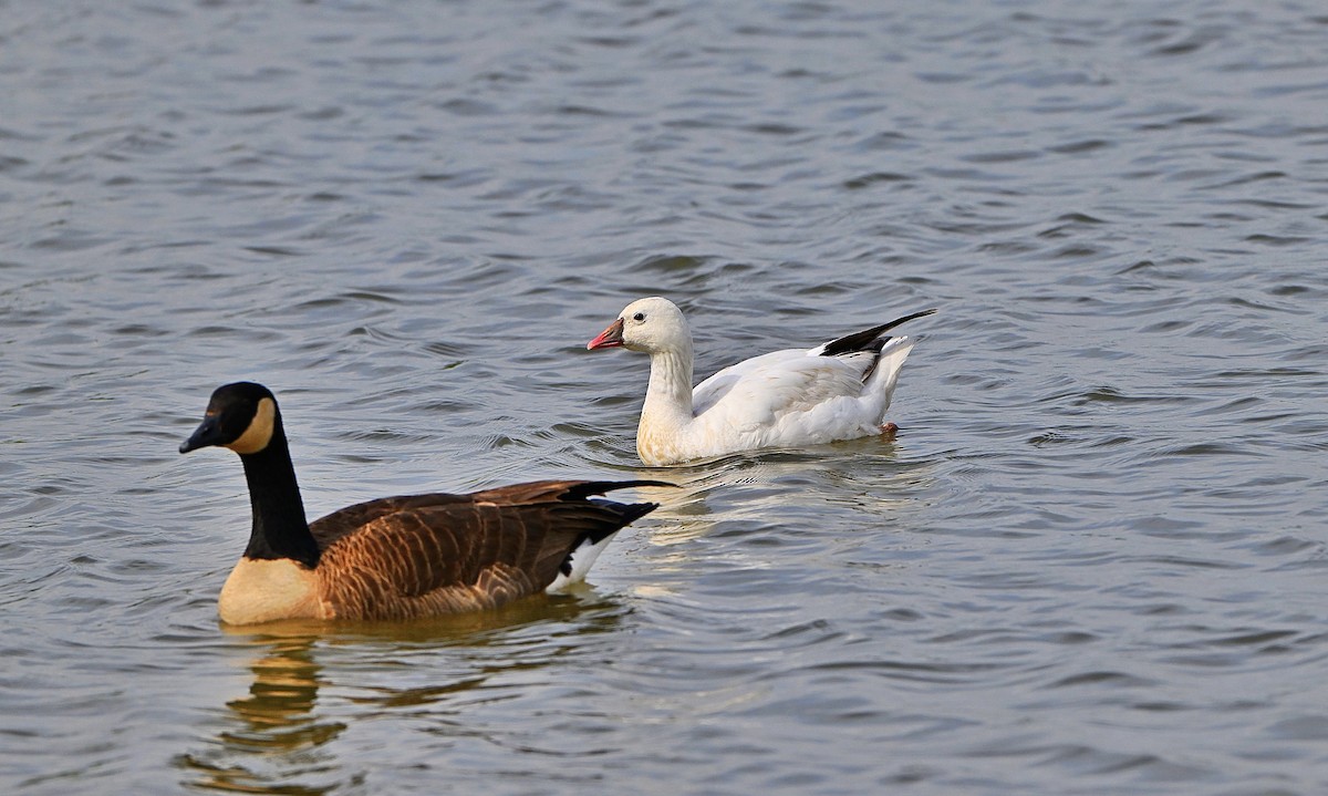 Snow x Ross's Goose (hybrid) - ML634320993