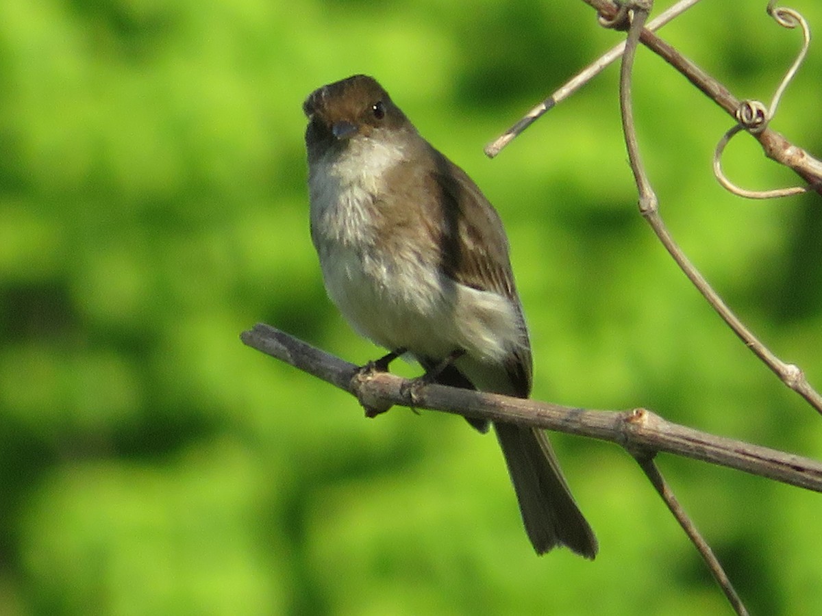 Eastern Phoebe - ML634321022