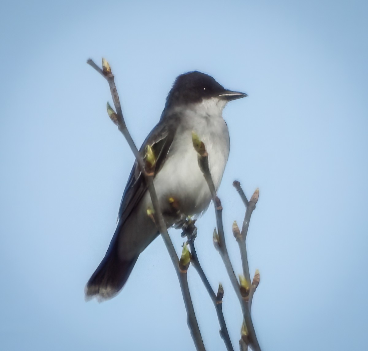 Eastern Kingbird - ML634321073