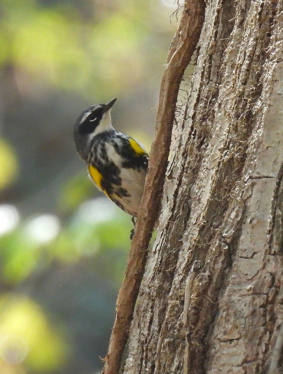 Yellow-rumped Warbler - ML634321075