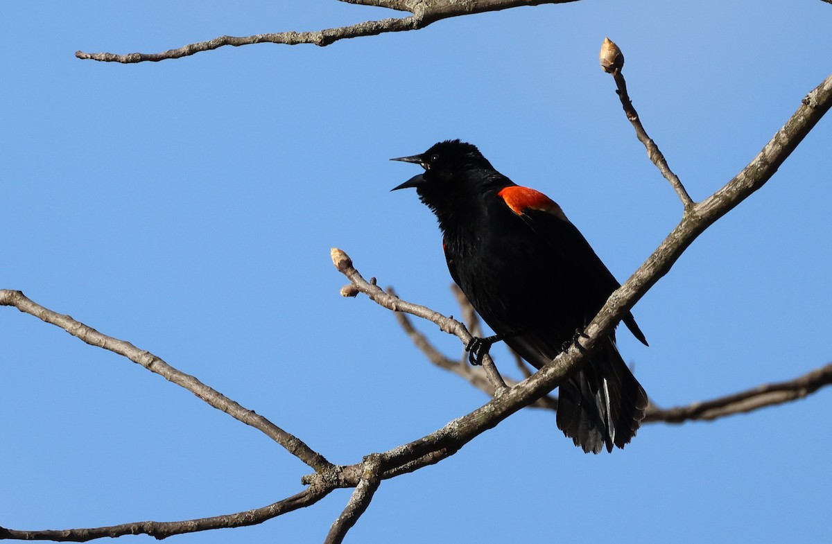 Red-winged Blackbird (Red-winged) - ML634321079