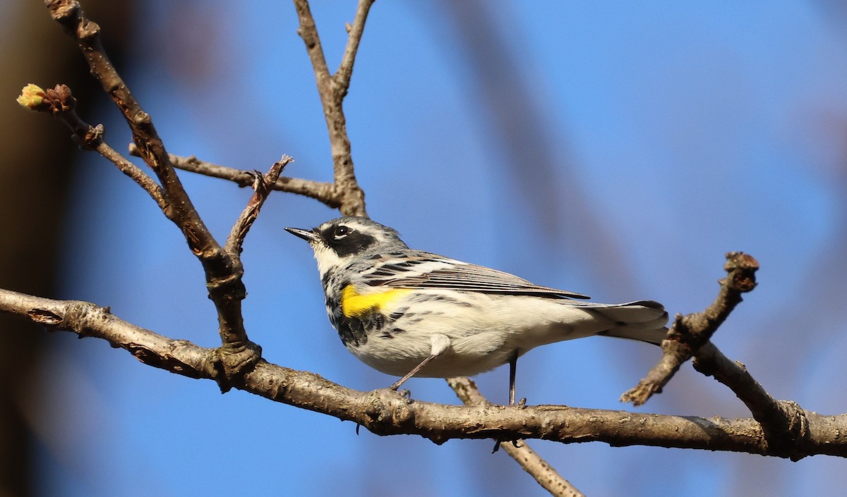 Yellow-rumped Warbler (Myrtle) - ML634321207