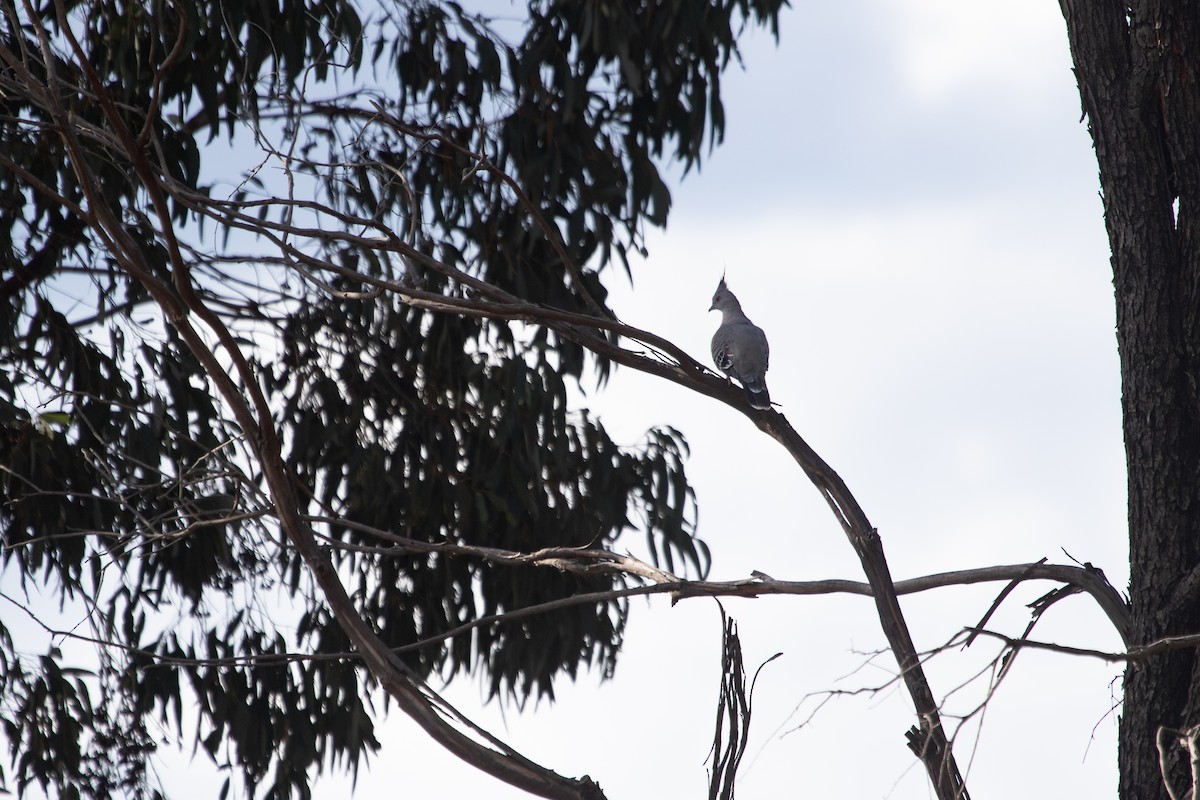 Crested Pigeon - ML634321299