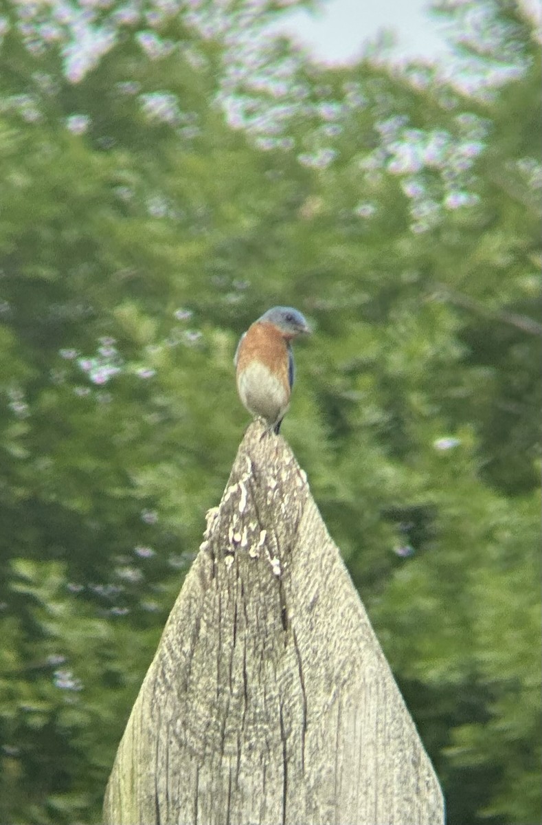 Eastern Bluebird - ML634321371