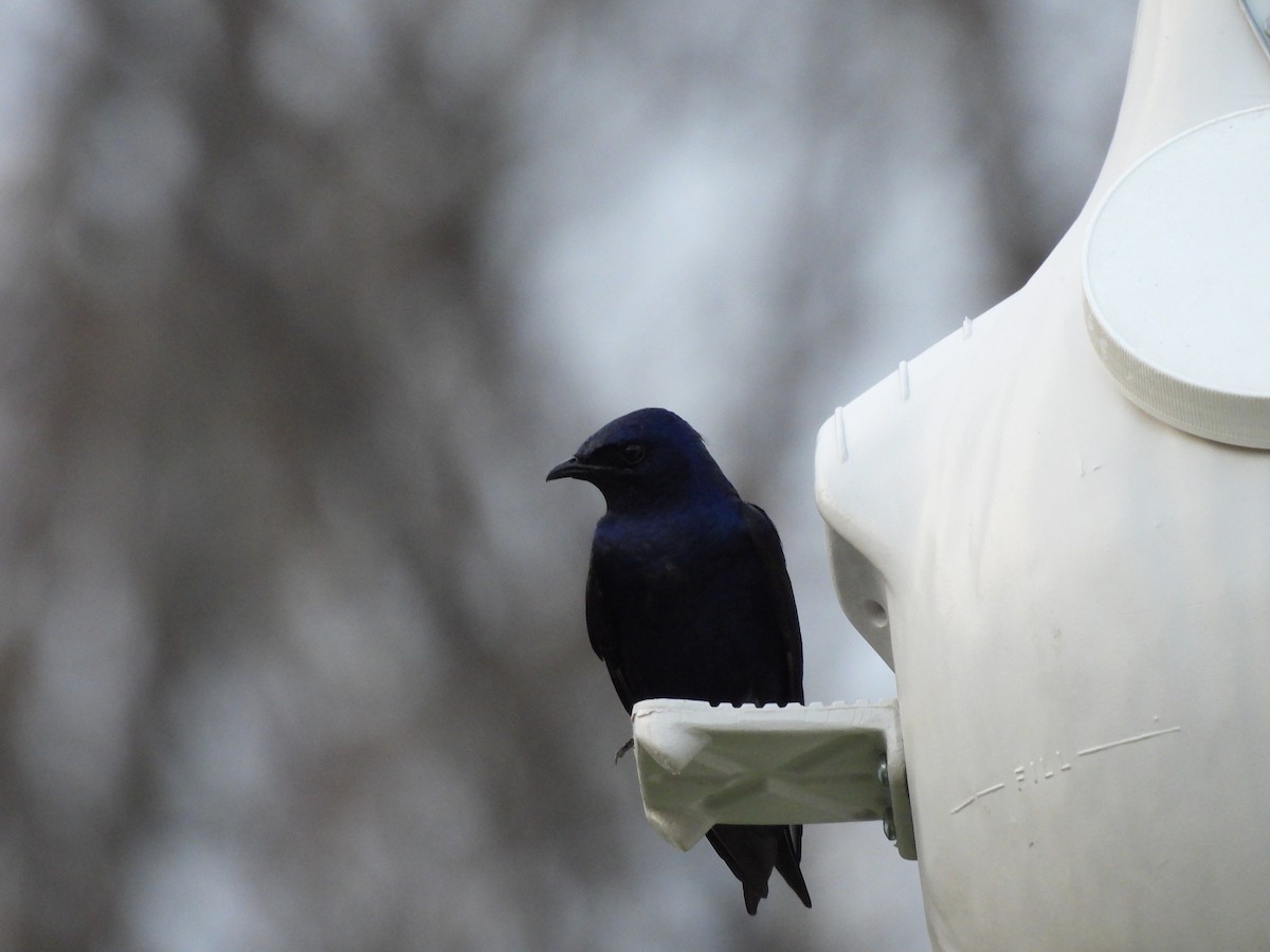 jiřička modrolesklá - ML634321395