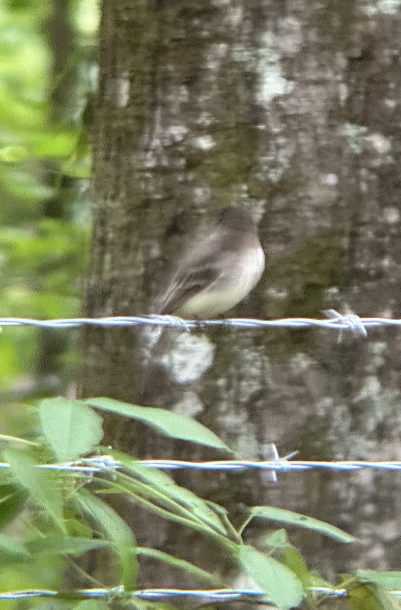 Eastern Wood-Pewee - ML634321399