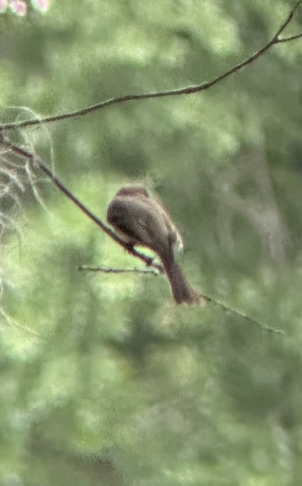 Eastern Wood-Pewee - ML634321400