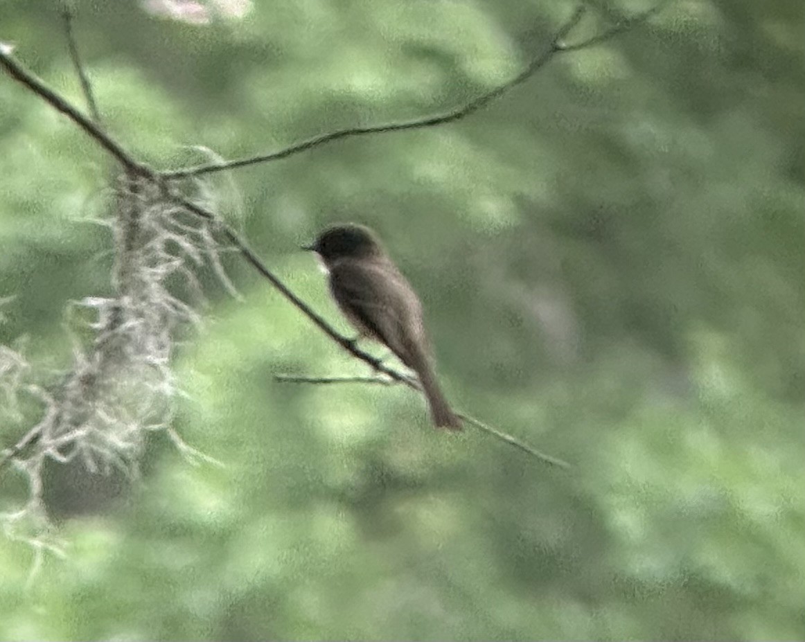 Eastern Wood-Pewee - ML634321401