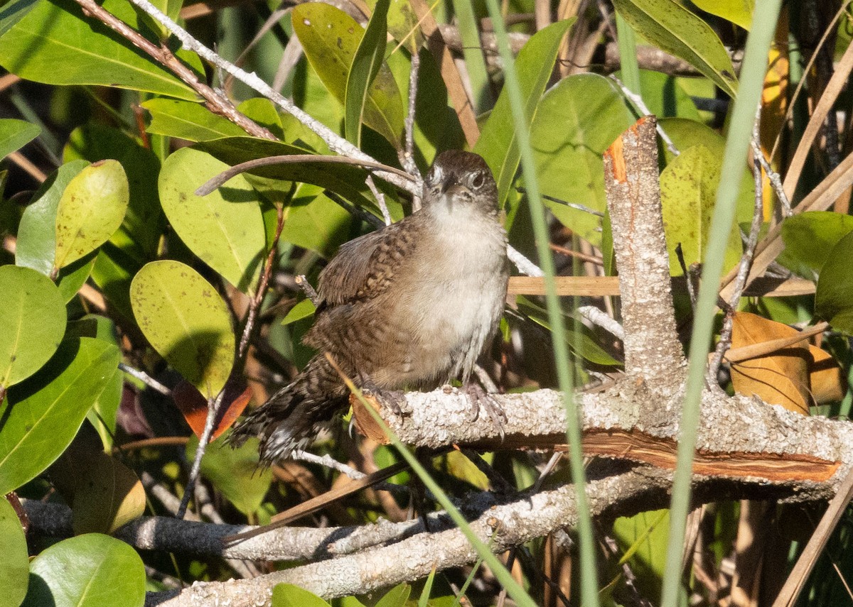 Zapata Wren - ML634321414