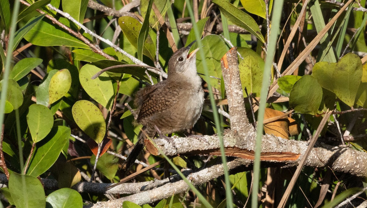 Zapata Wren - ML634321415