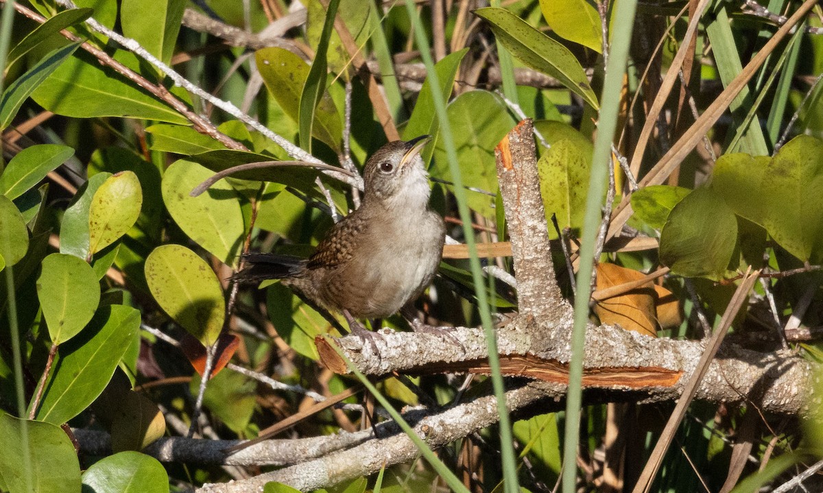 Zapata Wren - ML634321416