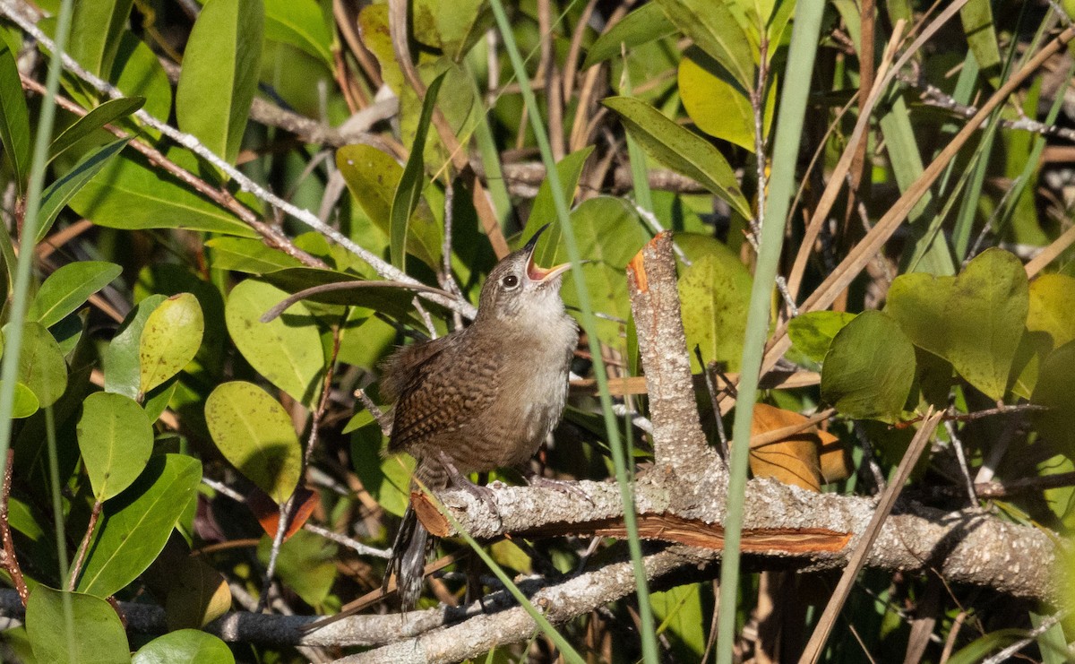 Zapata Wren - ML634321417