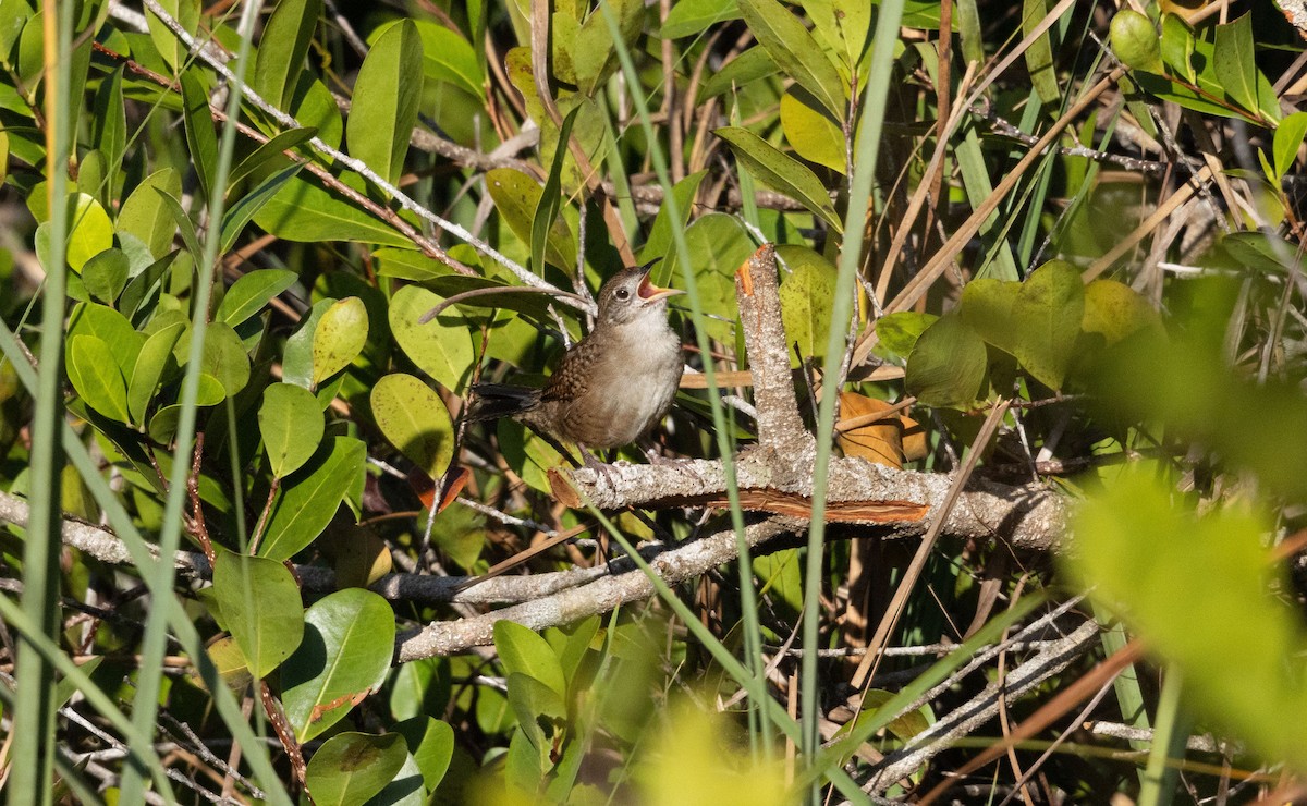Zapata Wren - ML634321419