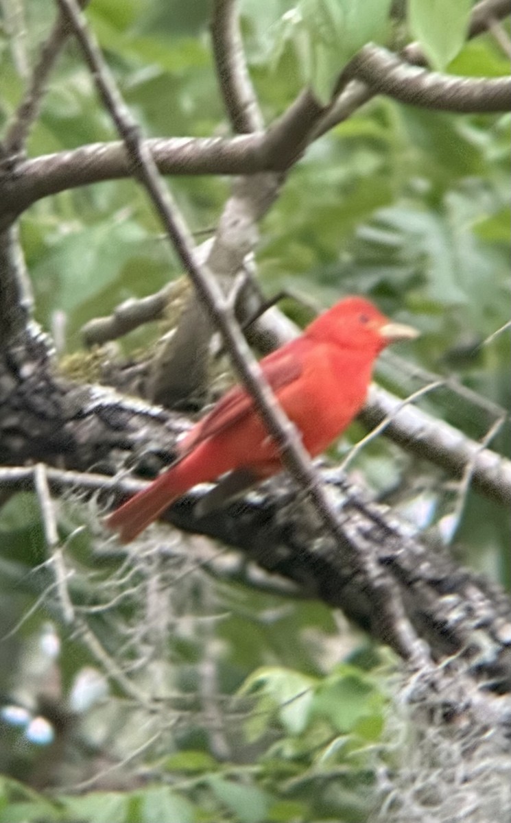 Summer Tanager - ML634321431