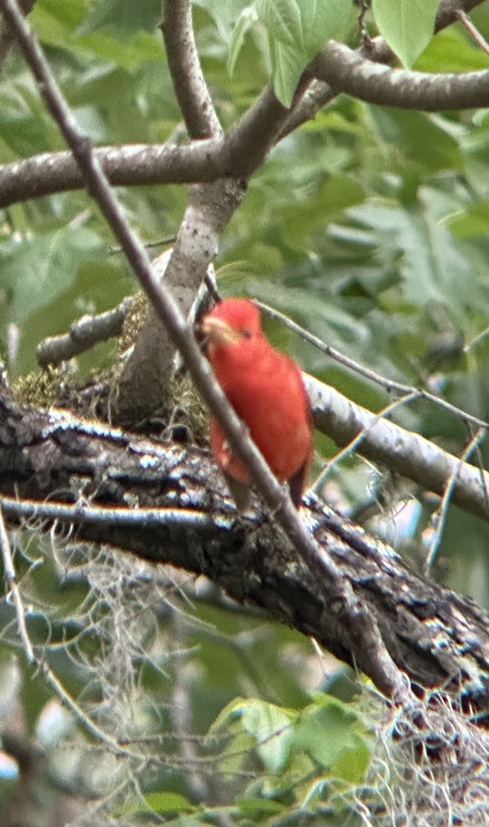 Summer Tanager - ML634321432
