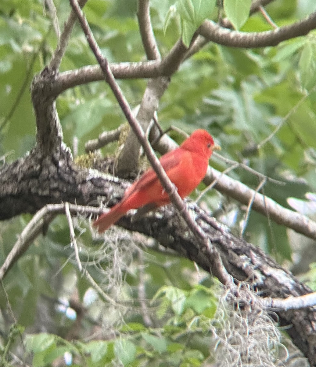 Summer Tanager - ML634321433