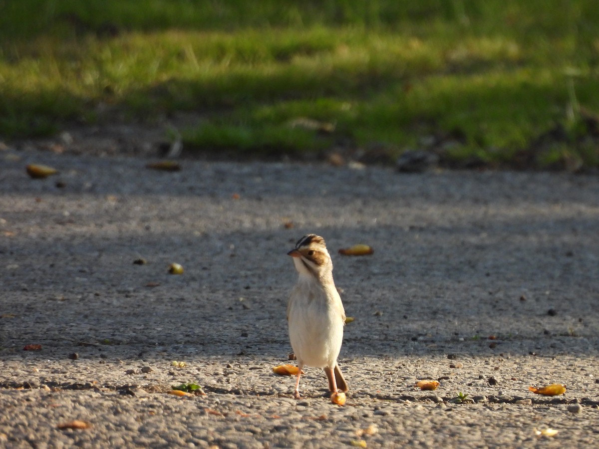 Clay-colored Sparrow - ML634321685