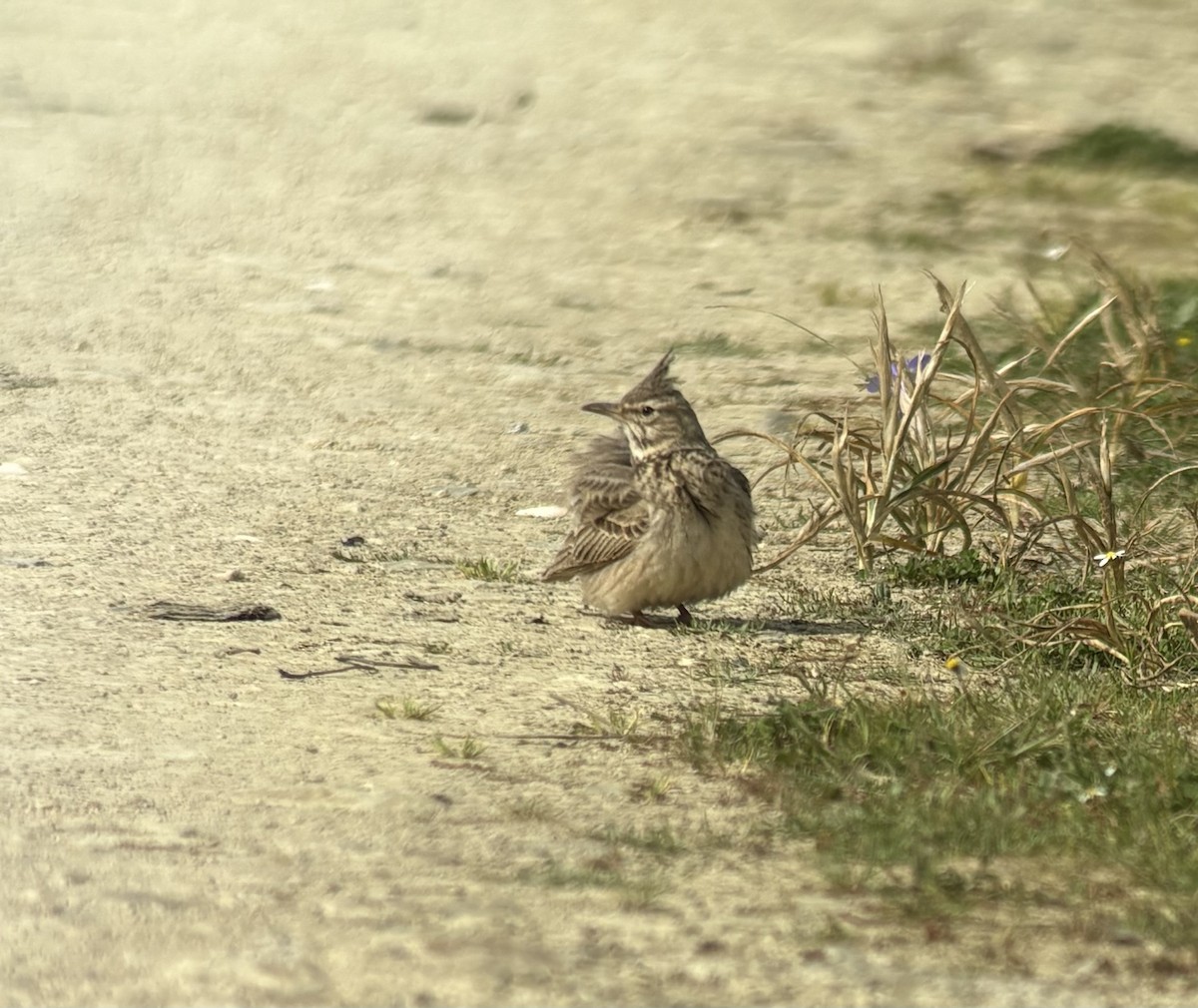 Crested Lark (Crested) - ML634321733