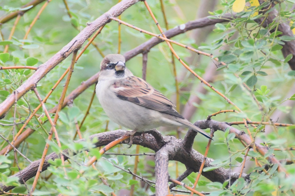 House Sparrow - ML634321751
