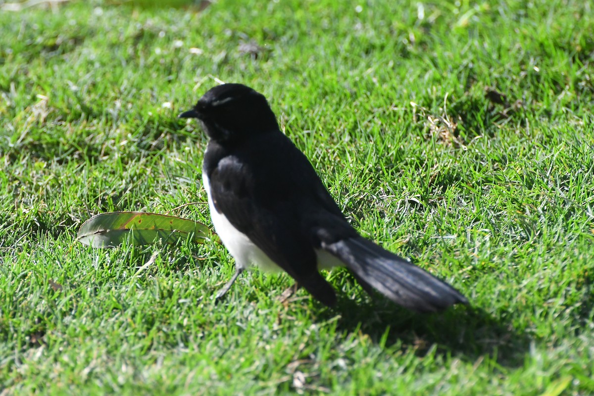 Willie-wagtail - ML634321772