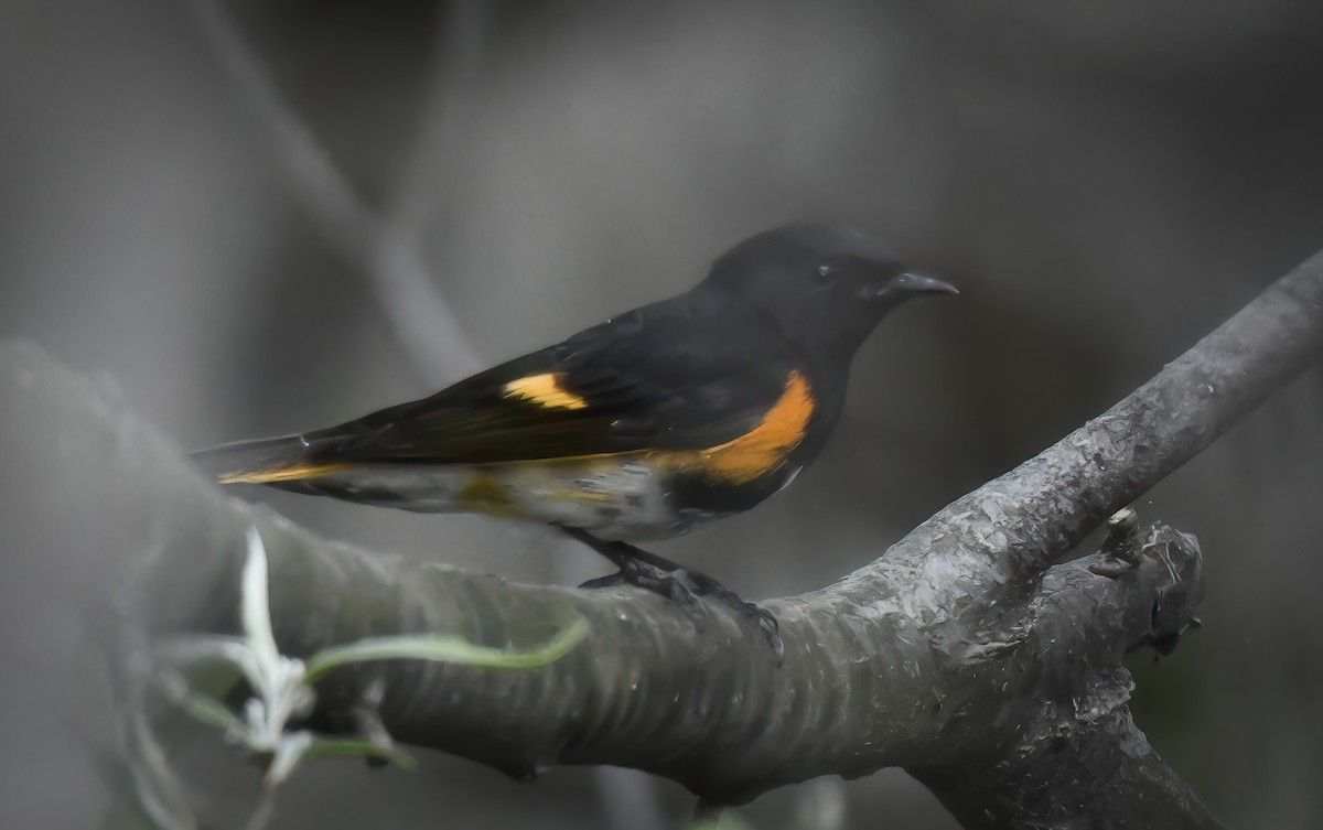 American Redstart - ML634321867