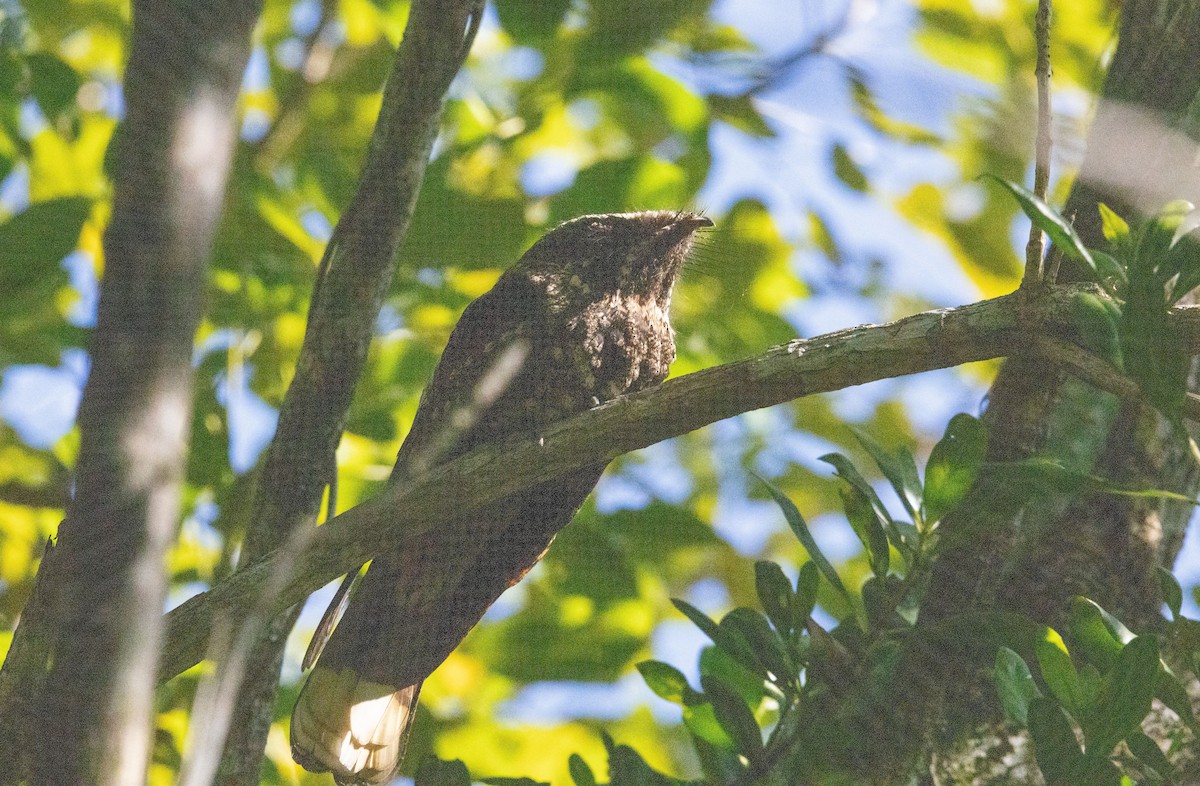 Cuban Nightjar - ML634321876