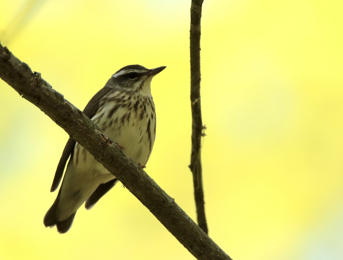 Louisiana Waterthrush - ML634321888