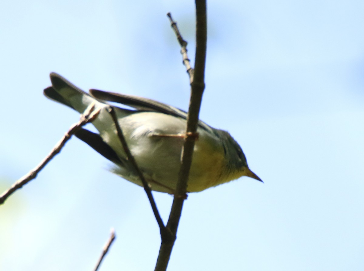 Northern Parula - ML634321901