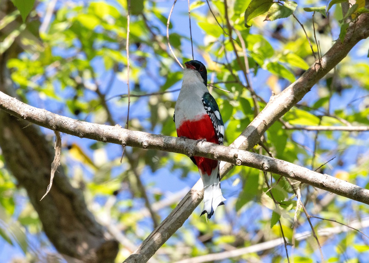 Cuban Trogon - ML634321908