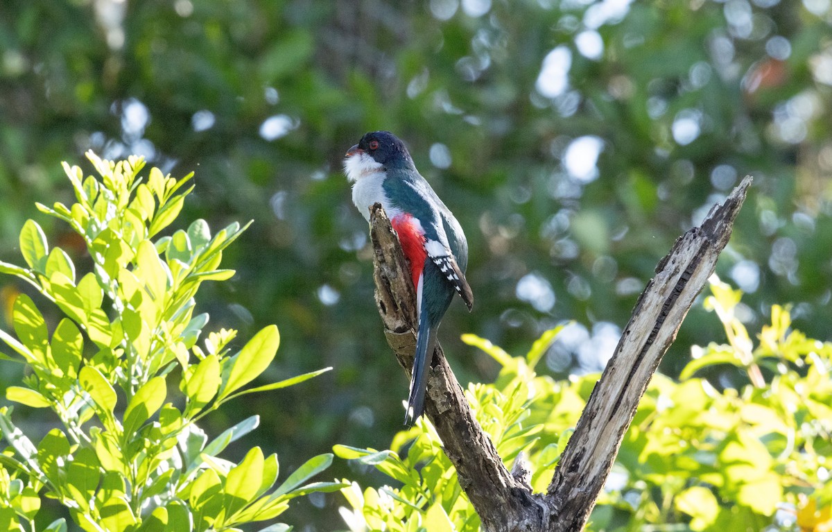 Cuban Trogon - ML634321909
