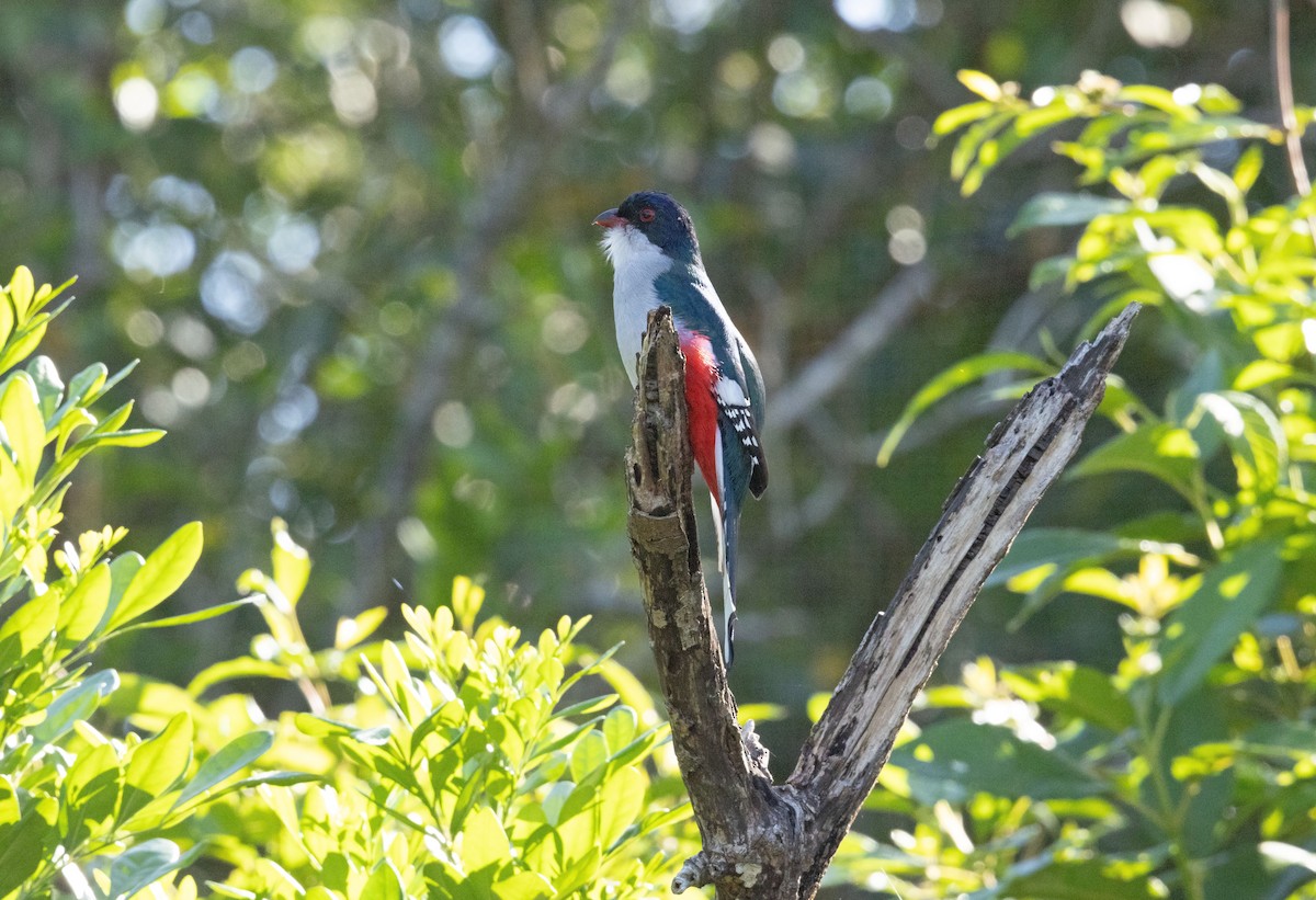 Cuban Trogon - ML634321910