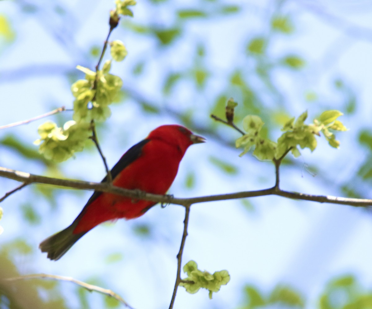 Scarlet Tanager - ML634321935