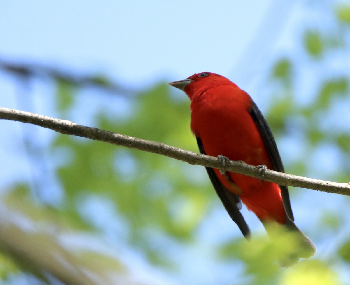 Scarlet Tanager - ML634321936