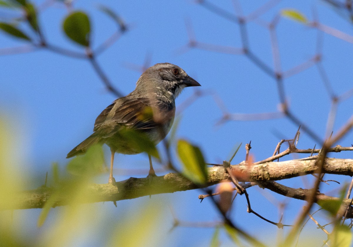 Zapata Sparrow - ML634322063