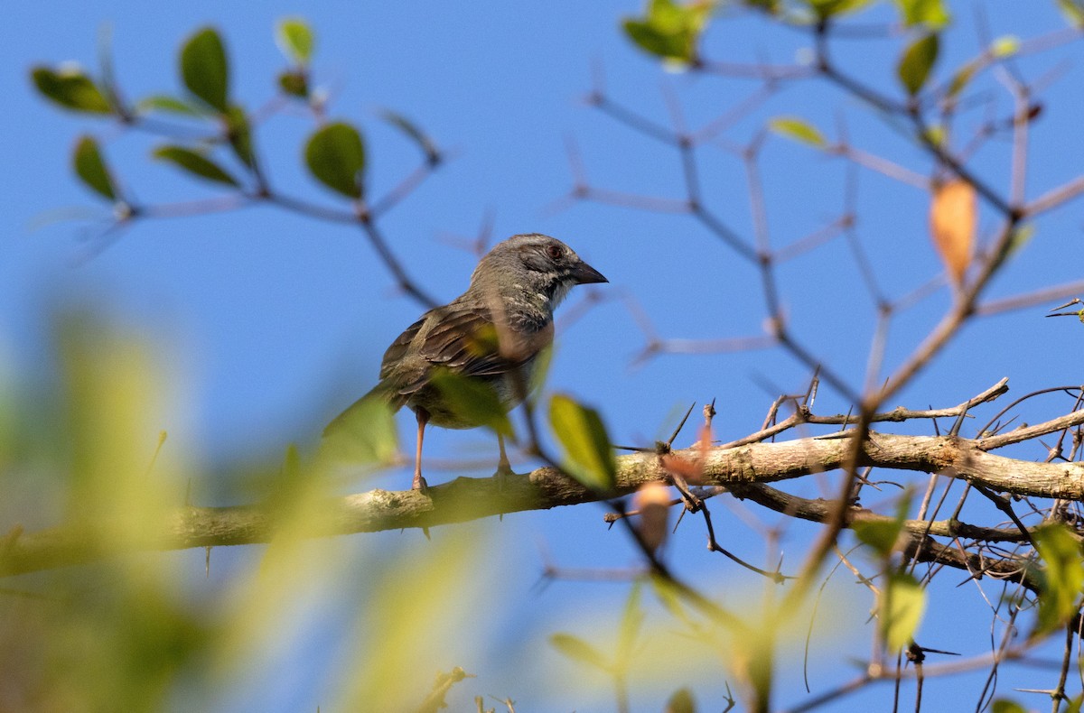 Zapata Sparrow - ML634322064