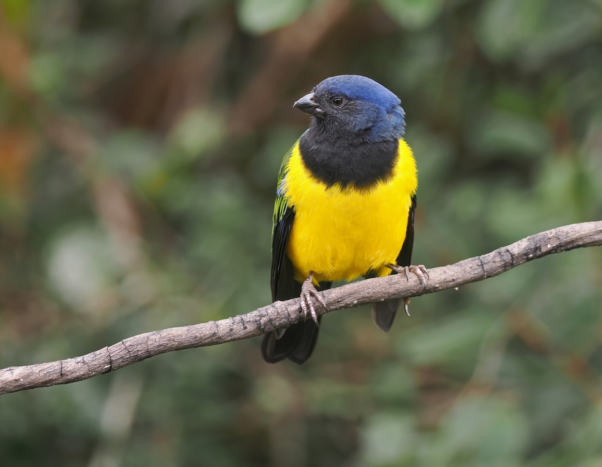 Black-chested Mountain Tanager - ML634322068