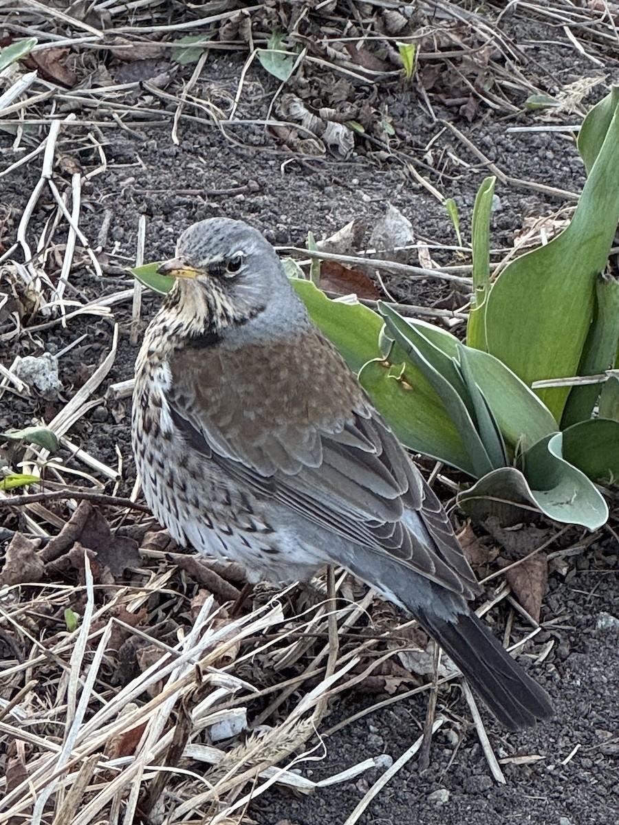 drozd kvíčala - ML634322108