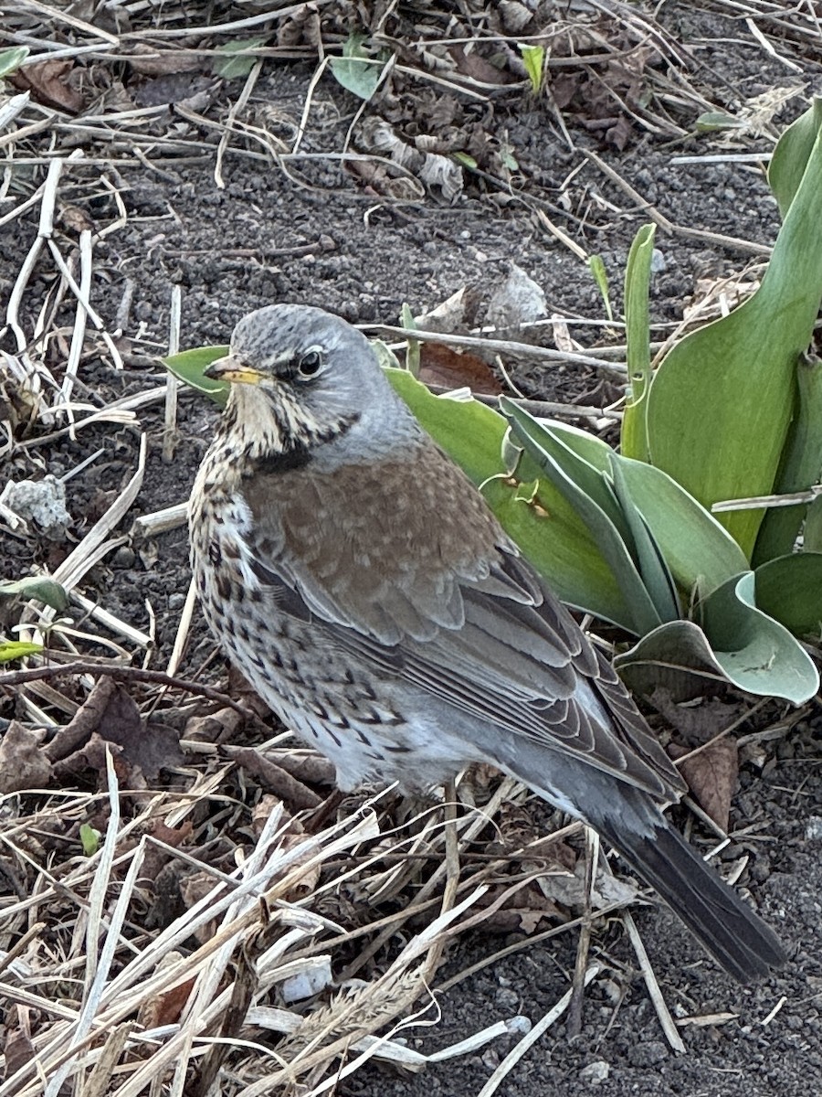 drozd kvíčala - ML634322109