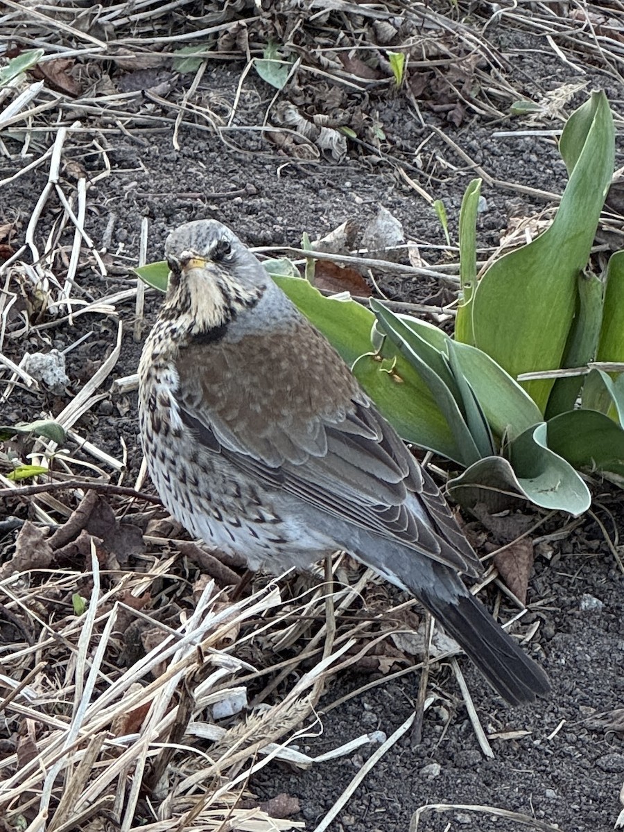 drozd kvíčala - ML634322110