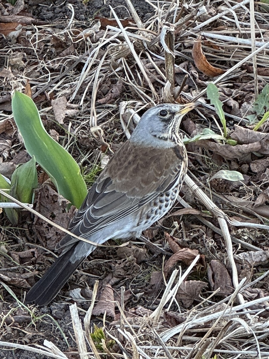 drozd kvíčala - ML634322111