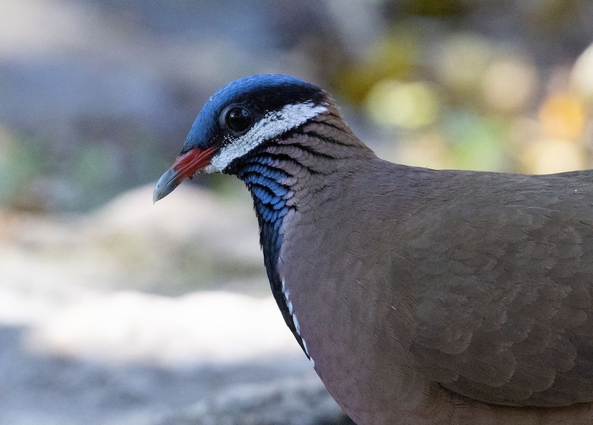 Blue-headed Quail-Dove - ML634322263