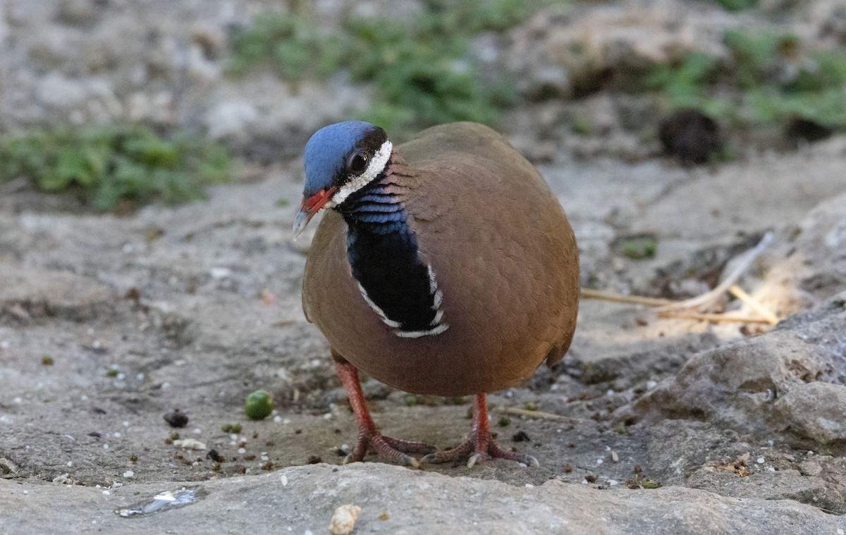 Blue-headed Quail-Dove - ML634322265